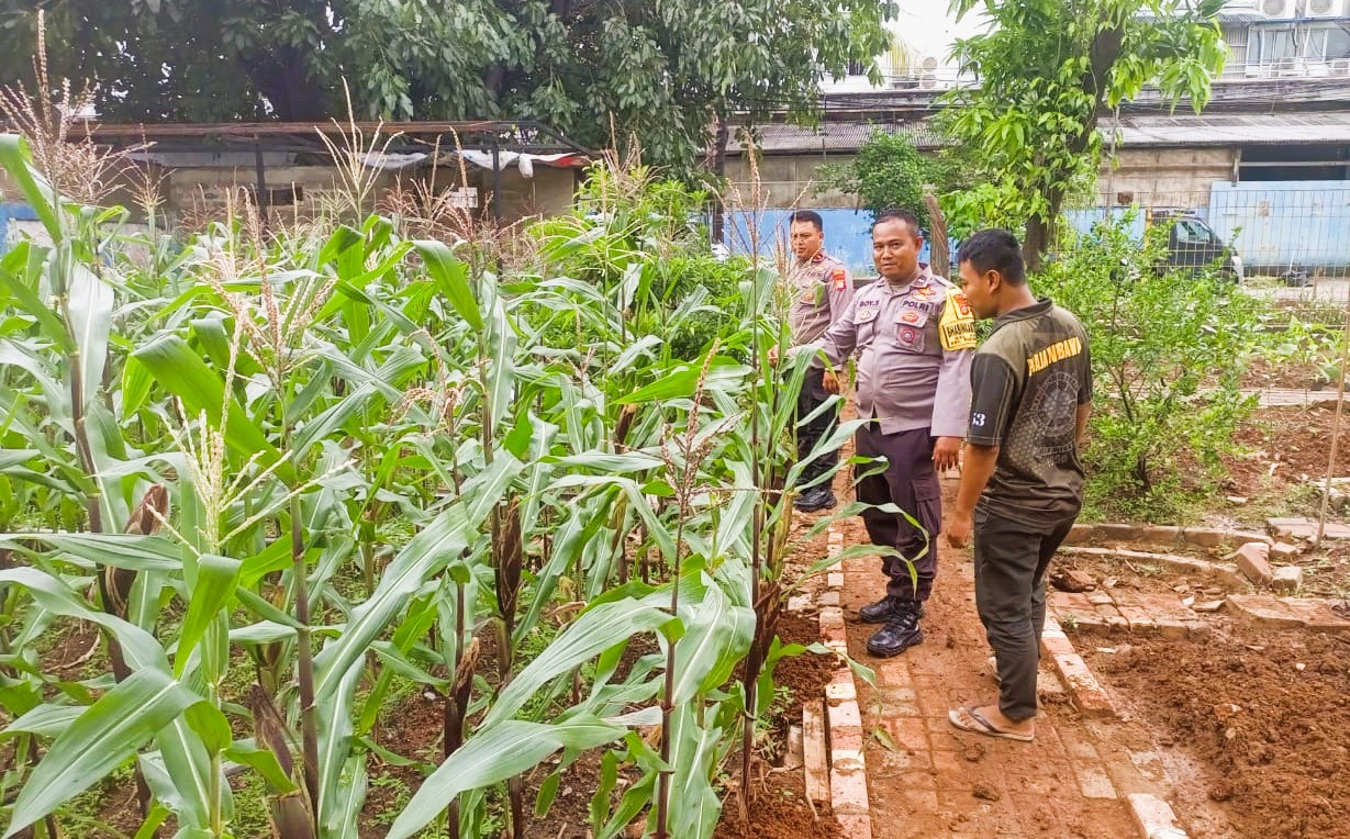 Dukung Ketahanan Pangan, Bhabinkamtibmas Polsek Pademangan Pantau Perkembangan Tanaman Jagung