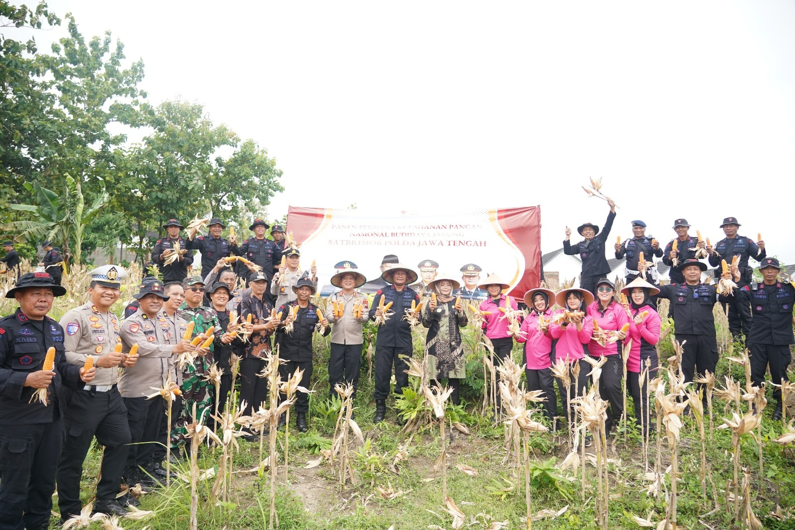 Sat Brimob Polda Jateng Panen Raya di Sragen, Dukung Ketahanan Pangan Nasional